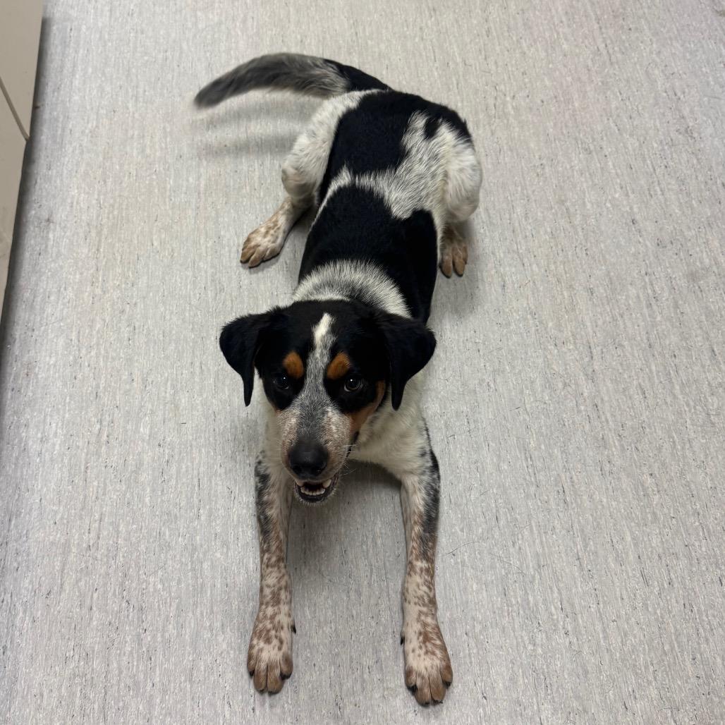 Enlarge Oscar, a Adoptable mixed breed in Elizabeth City, NC image 2/6