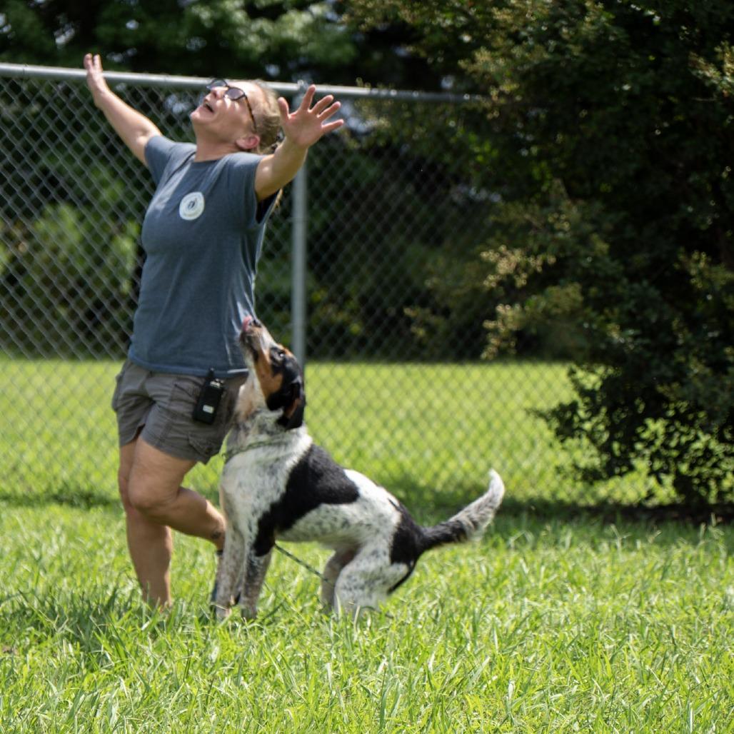 Enlarge Oscar, a Adoptable mixed breed in Elizabeth City, NC image 3/6