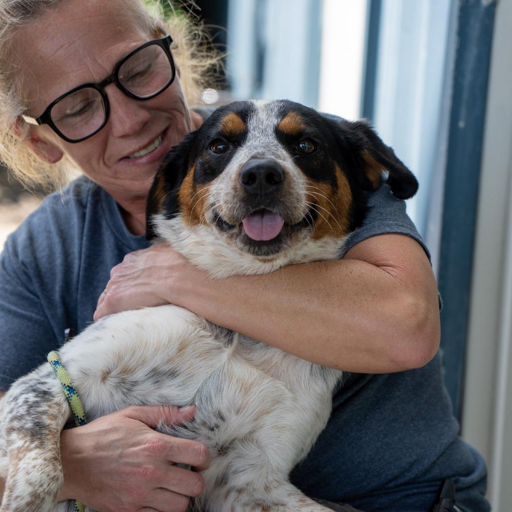 Enlarge Oscar, a Adoptable mixed breed in Elizabeth City, NC image 4/6
