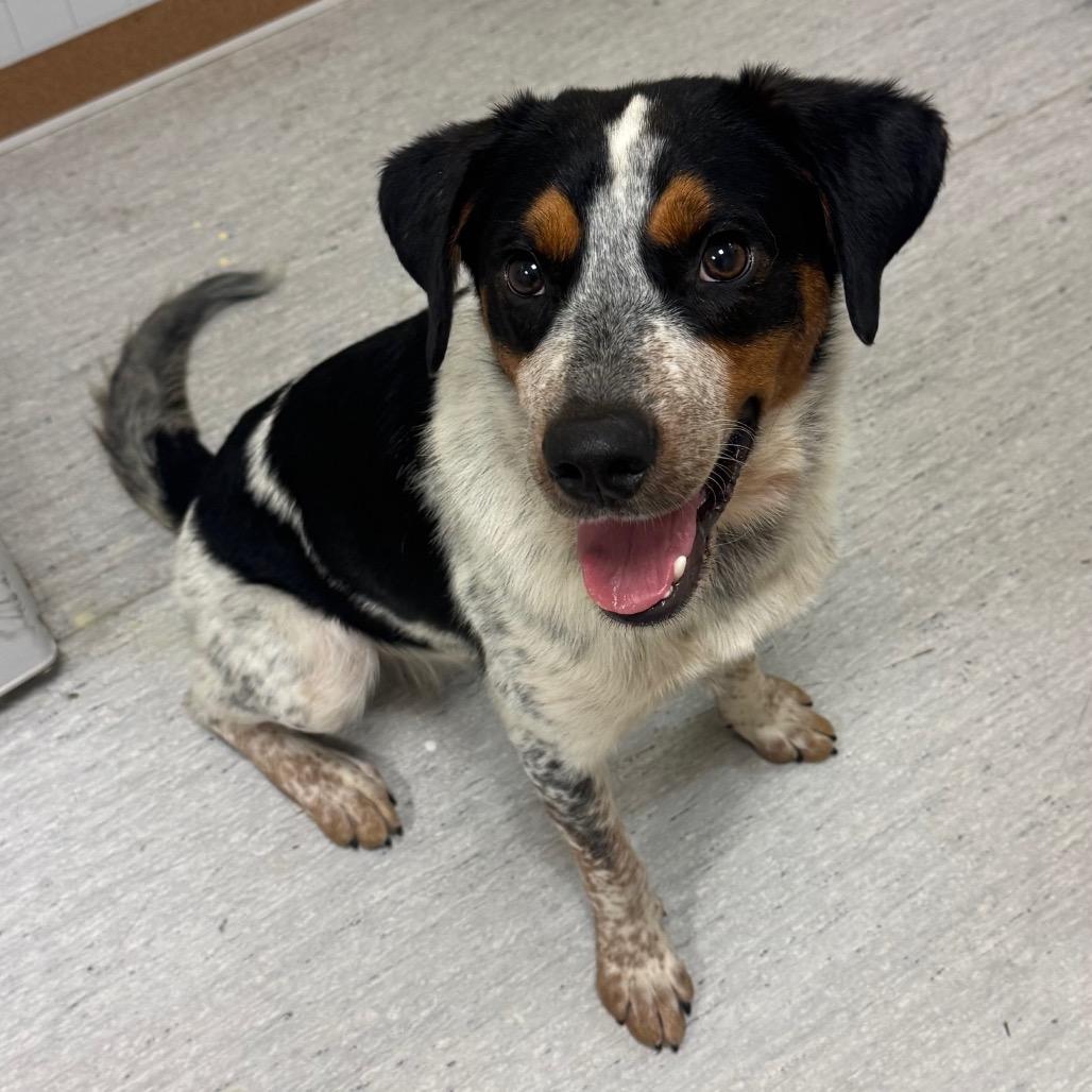 Enlarge Oscar, a Adoptable mixed breed in Elizabeth City, NC image 5/6