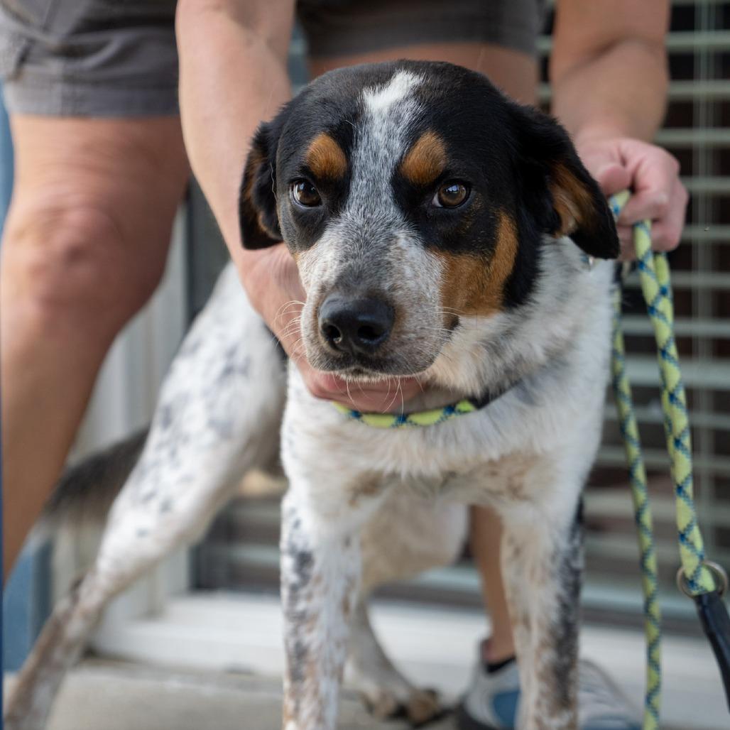 Enlarge Oscar, a Adoptable mixed breed in Elizabeth City, NC image 6/6