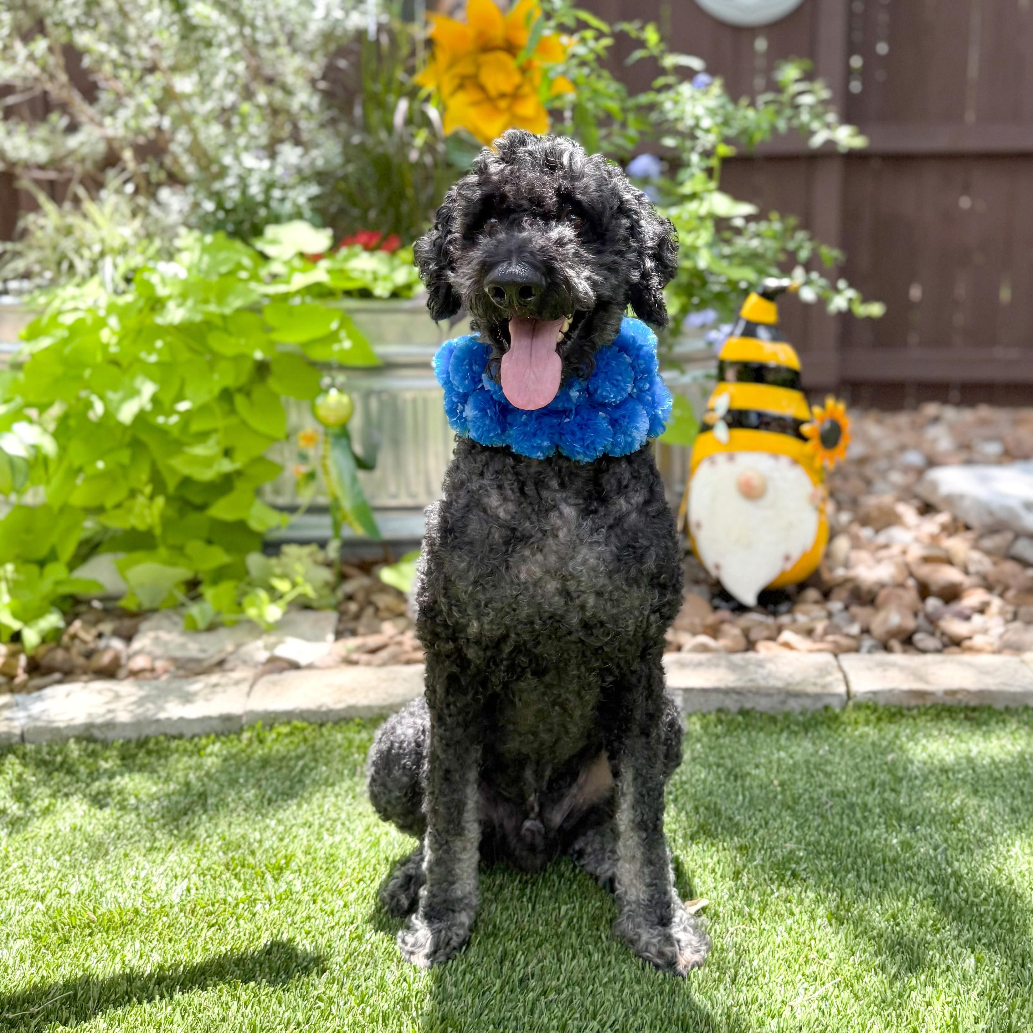 Enlarge Louie, a Adoptable Standard Poodle in Ansonia, CT image 4/6