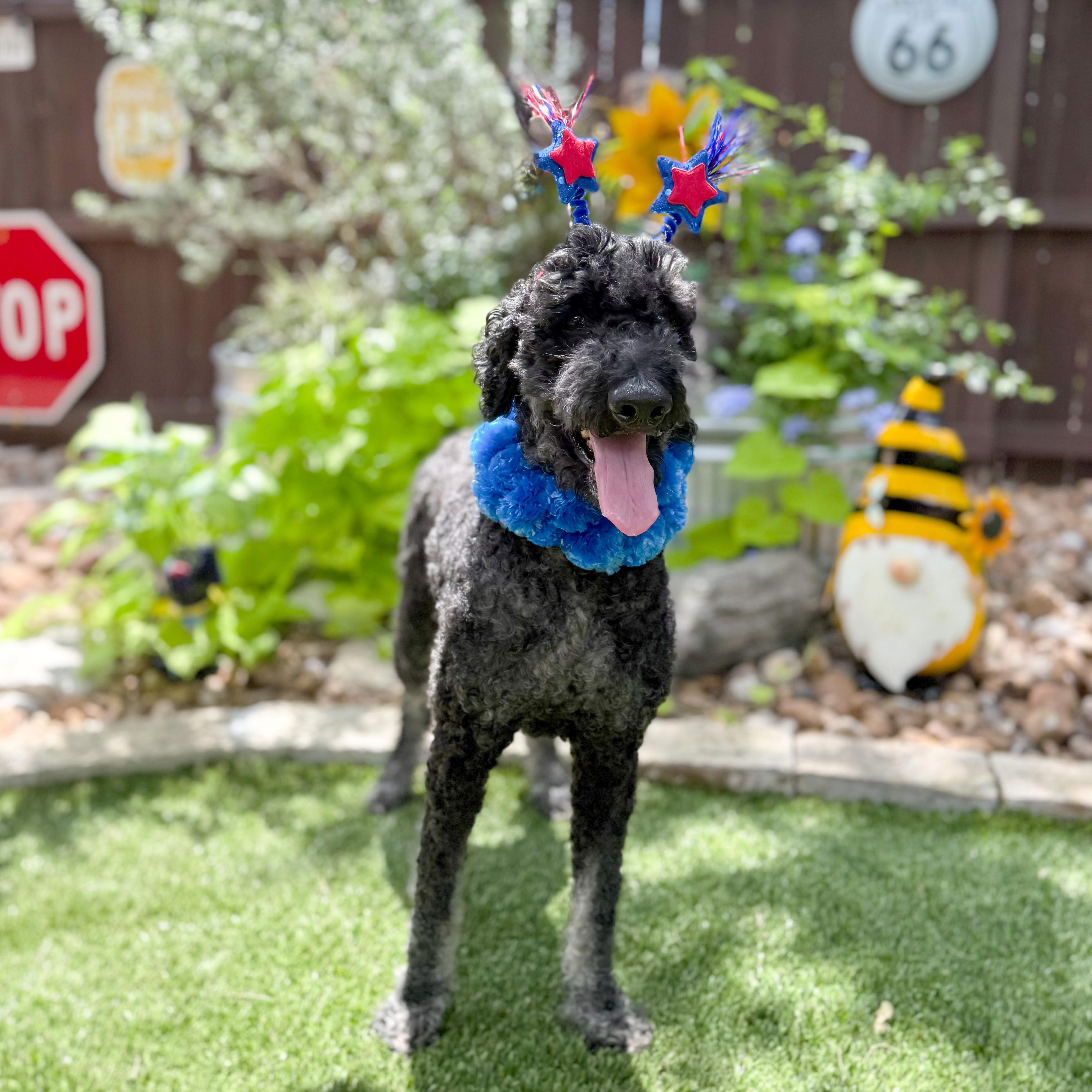 Enlarge Louie, a Adoptable Standard Poodle in Ansonia, CT image 5/6