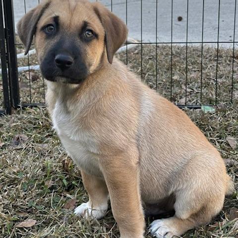 Enlarge Junior, a Adoptable mixed breed in Enterprise, AL image 1/1