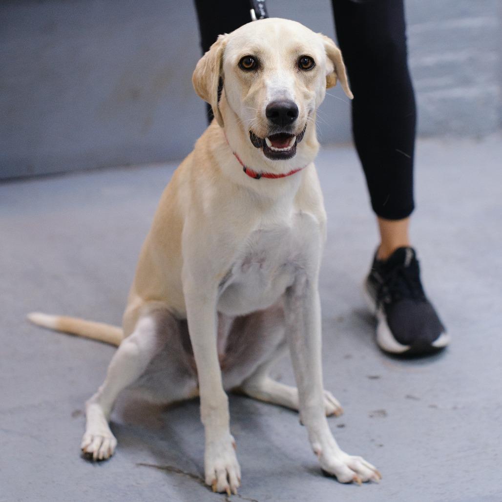 Enlarge Steel Magnolia, a Adoptable Labrador Retriever in Brooklyn, NY image 1/6