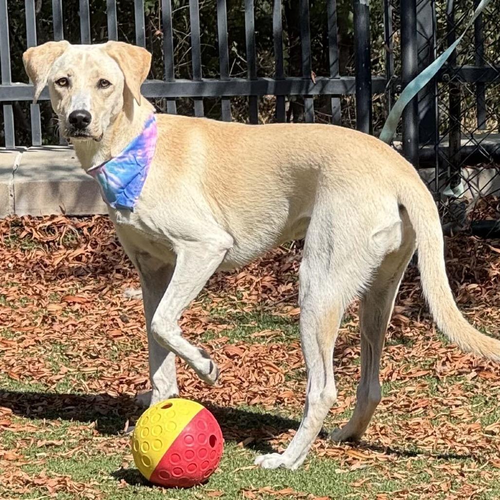 Enlarge Steel Magnolia, a Adoptable Labrador Retriever in Brooklyn, NY image 2/6