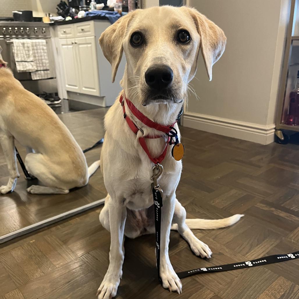Enlarge Steel Magnolia, a Adoptable Labrador Retriever in Brooklyn, NY image 3/6