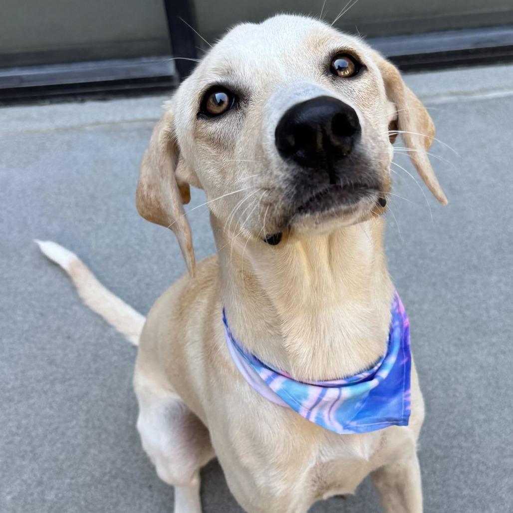 Enlarge Steel Magnolia, a Adoptable Labrador Retriever in Brooklyn, NY image 4/6