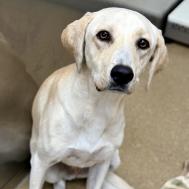 Enlarge Steel Magnolia, a Adoptable Labrador Retriever in Brooklyn, NY image 5/6