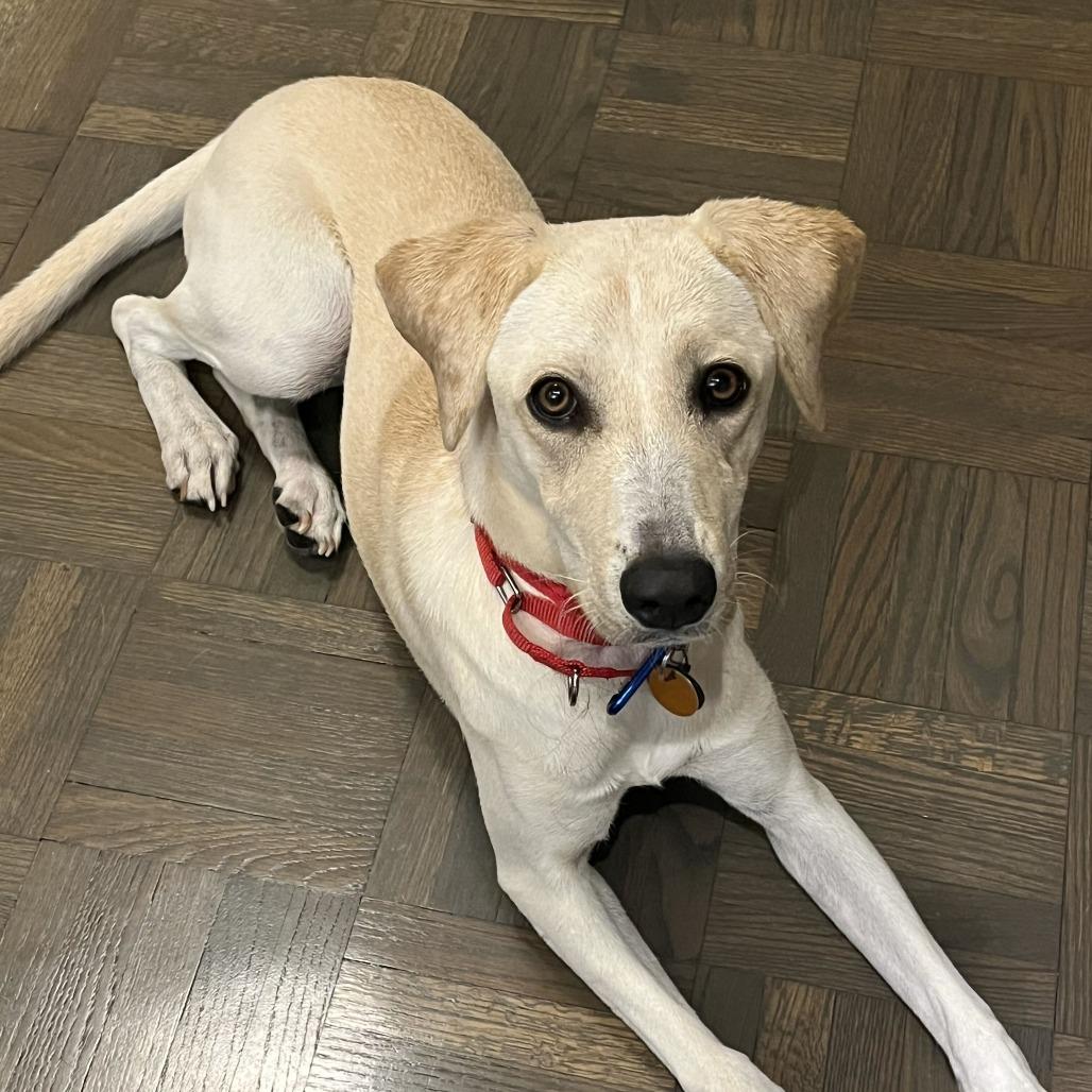 Enlarge Steel Magnolia, a Adoptable Labrador Retriever in Brooklyn, NY image 6/6