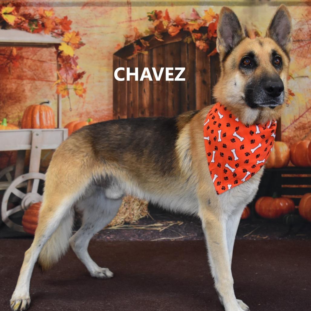 Enlarge Chavez, a Adoptable German Shepherd Dog in Yuma, AZ image 1/1