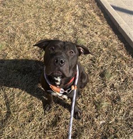 CUPID, Adoptable, Young Male Pit Bull Terrier.