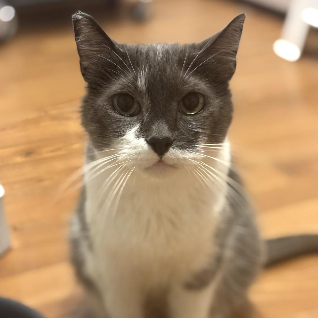 Missy — thumbnail 3