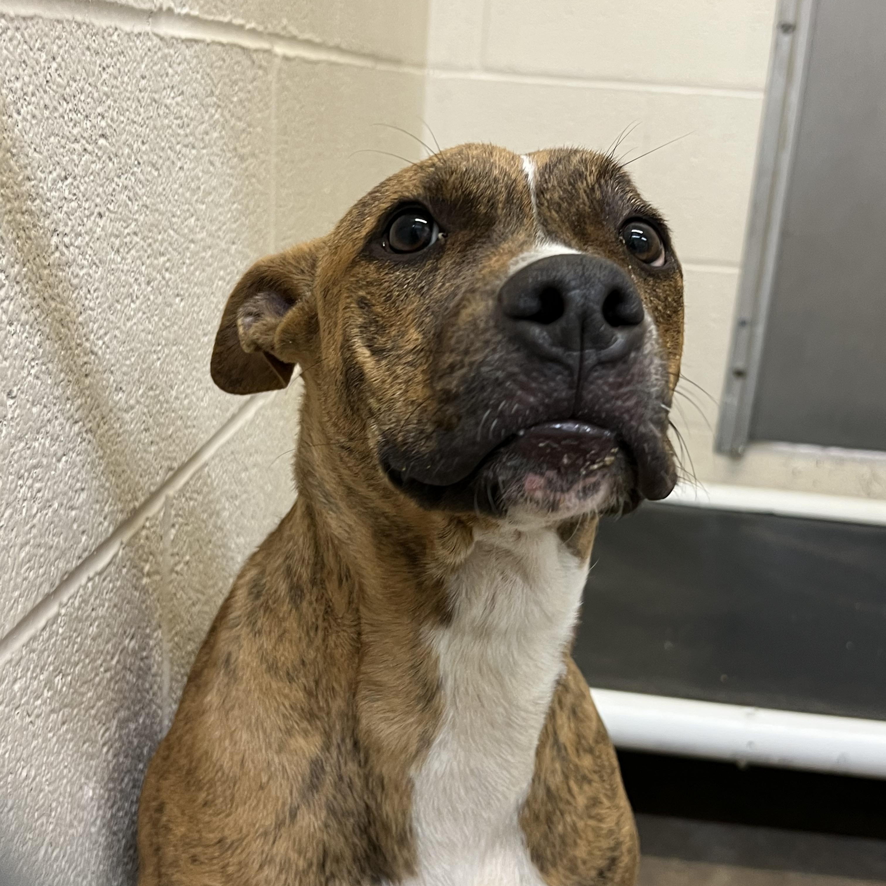 Enlarge Tortilla, a Adoptable mixed breed in Sherman, TX image 3/3