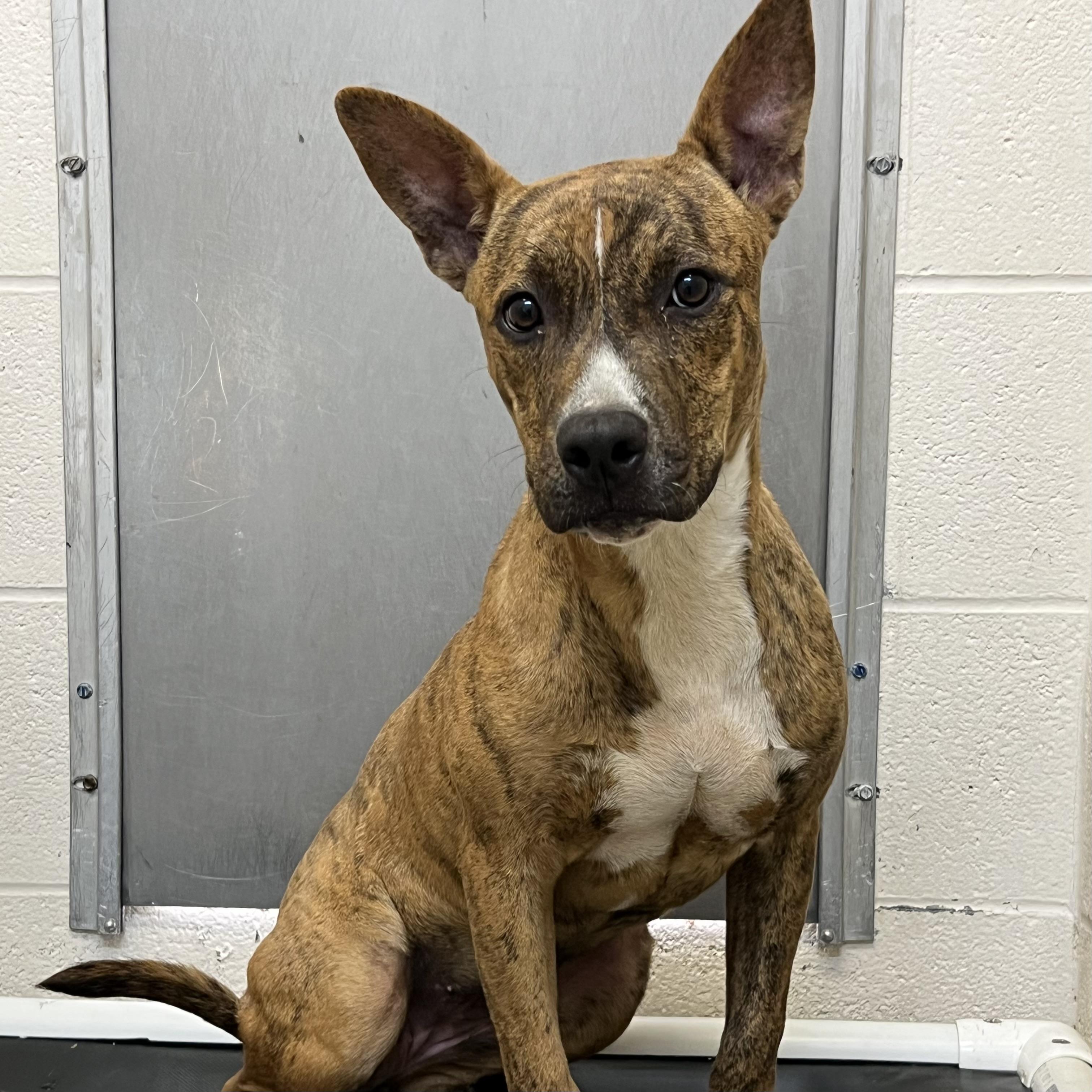 Tortilla, Adoptable, Young Female Pit Bull Terrier & Shepherd.