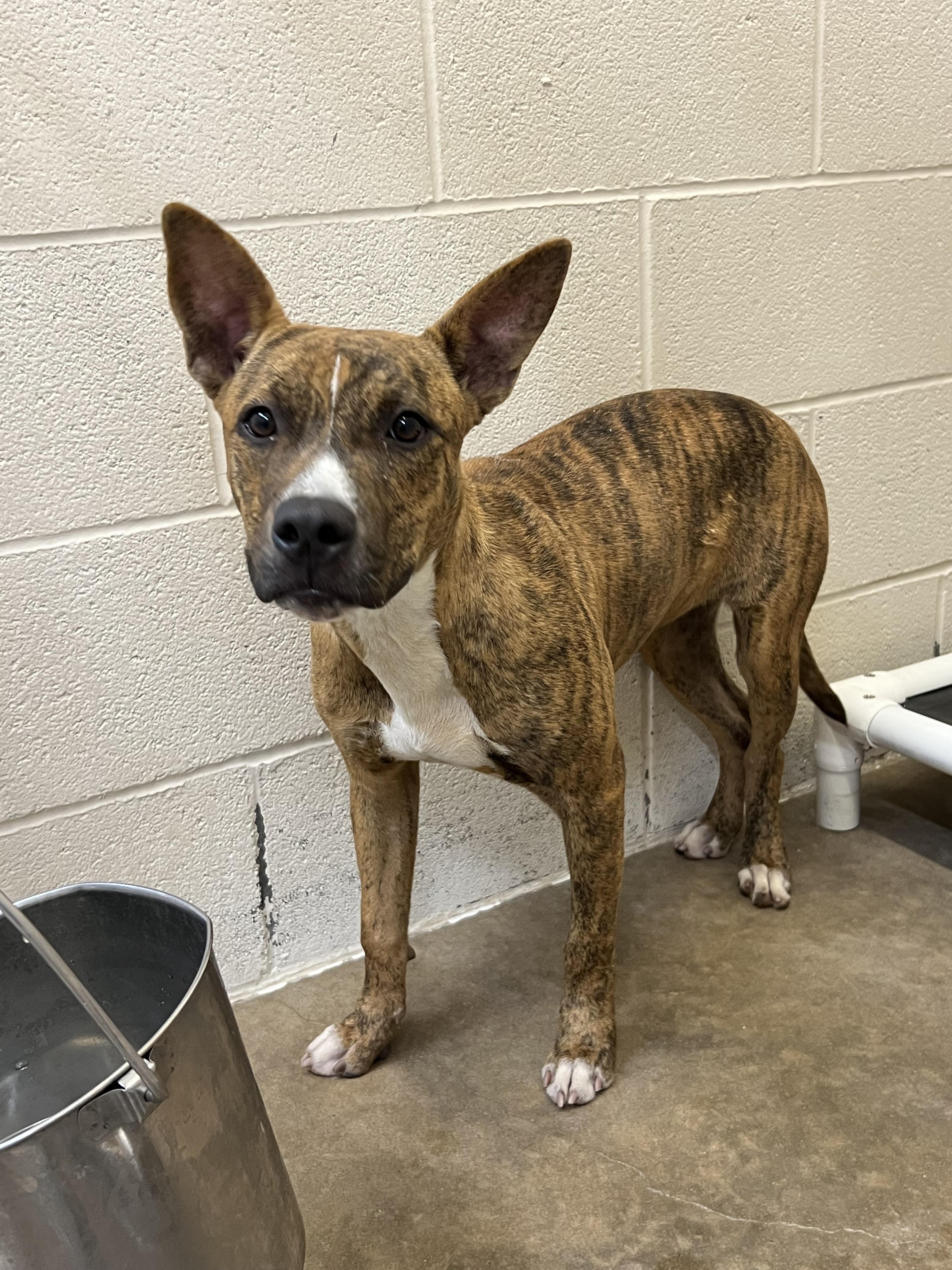 Enlarge Tortilla, a Adoptable mixed breed in Sherman, TX image 2/3