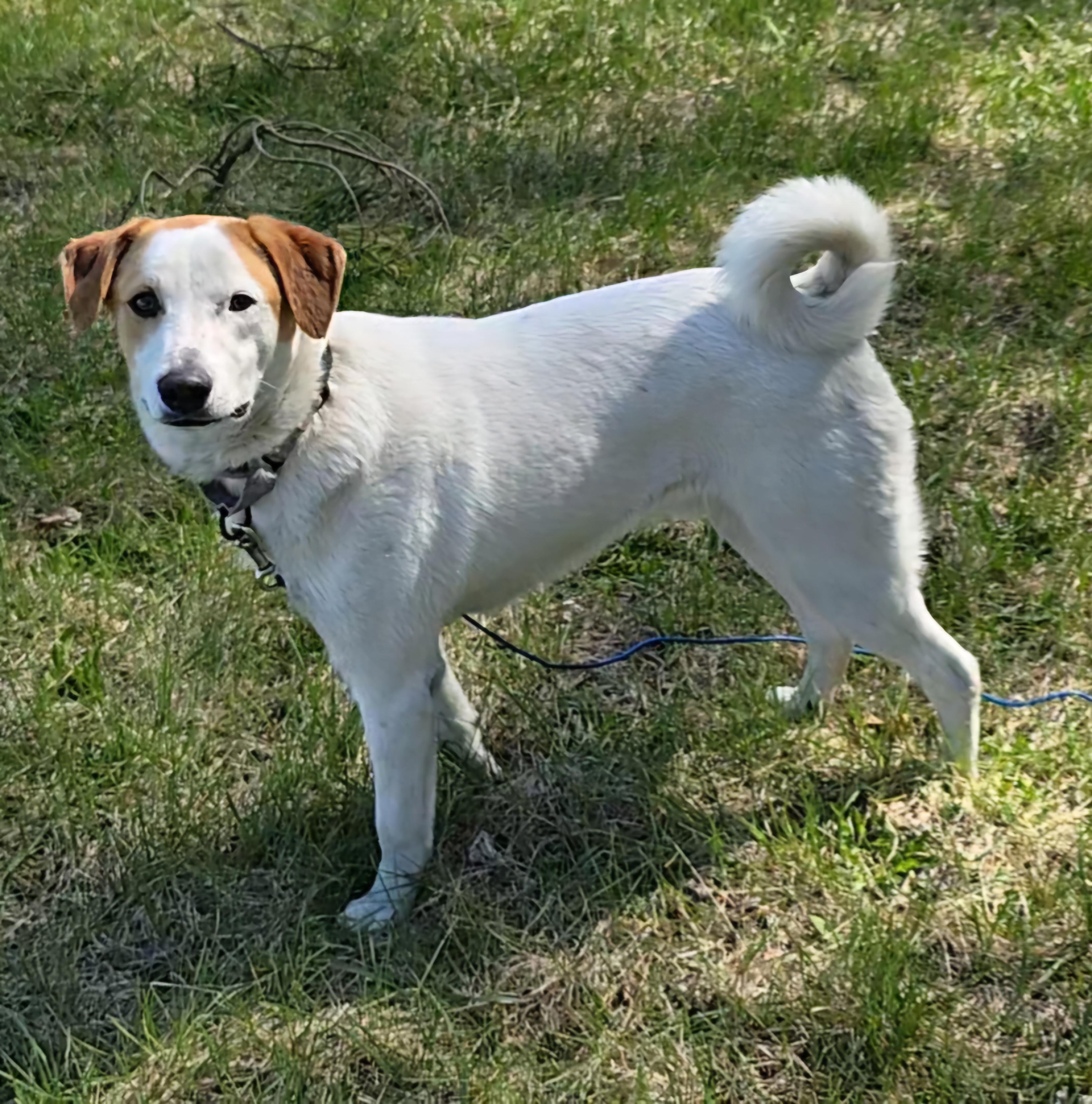 Bugaboo, a Adoptable mixed breed in LaGrange, IN image 1/6
