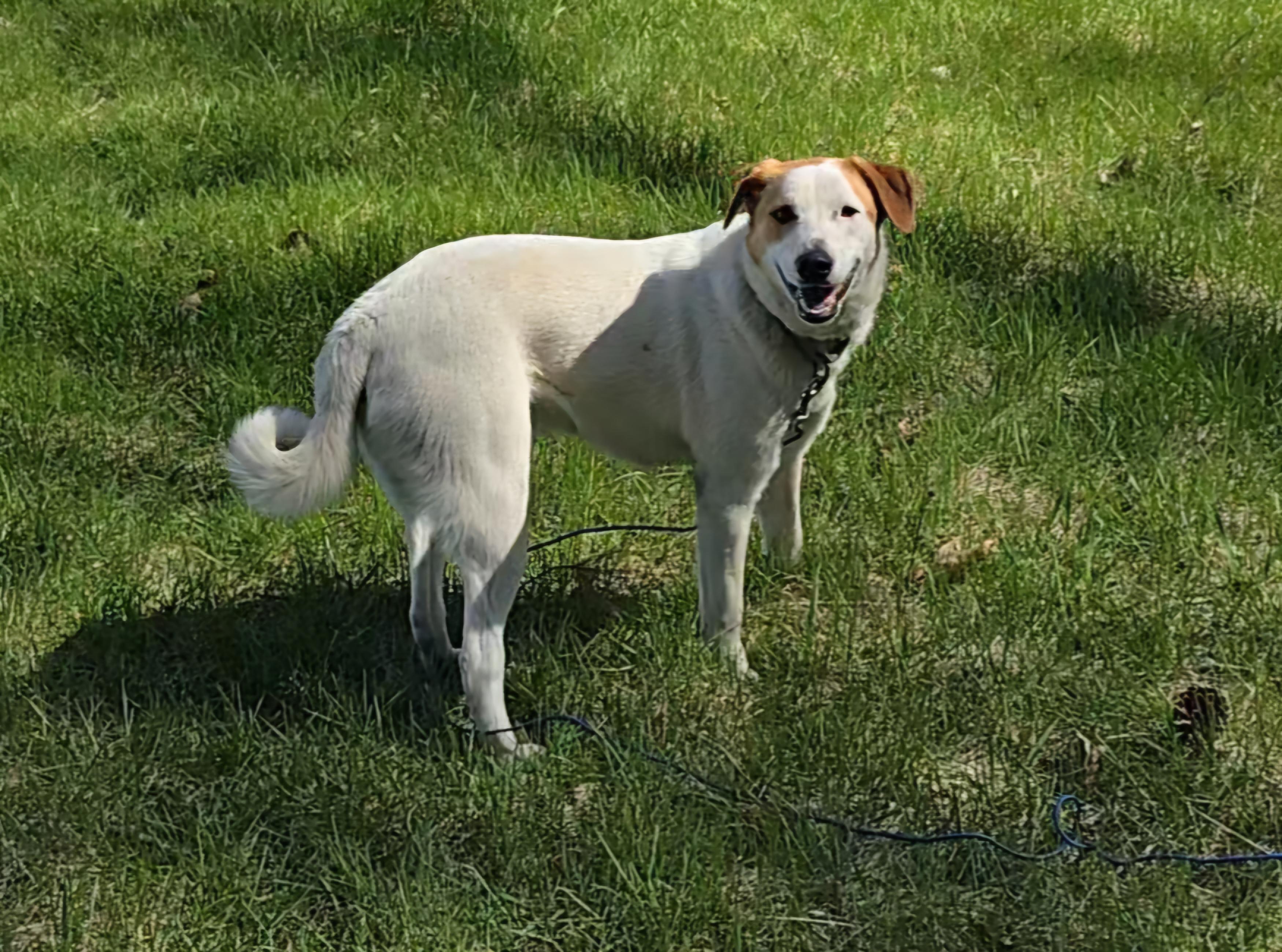 Bugaboo, a Adoptable mixed breed in LaGrange, IN image 2/6