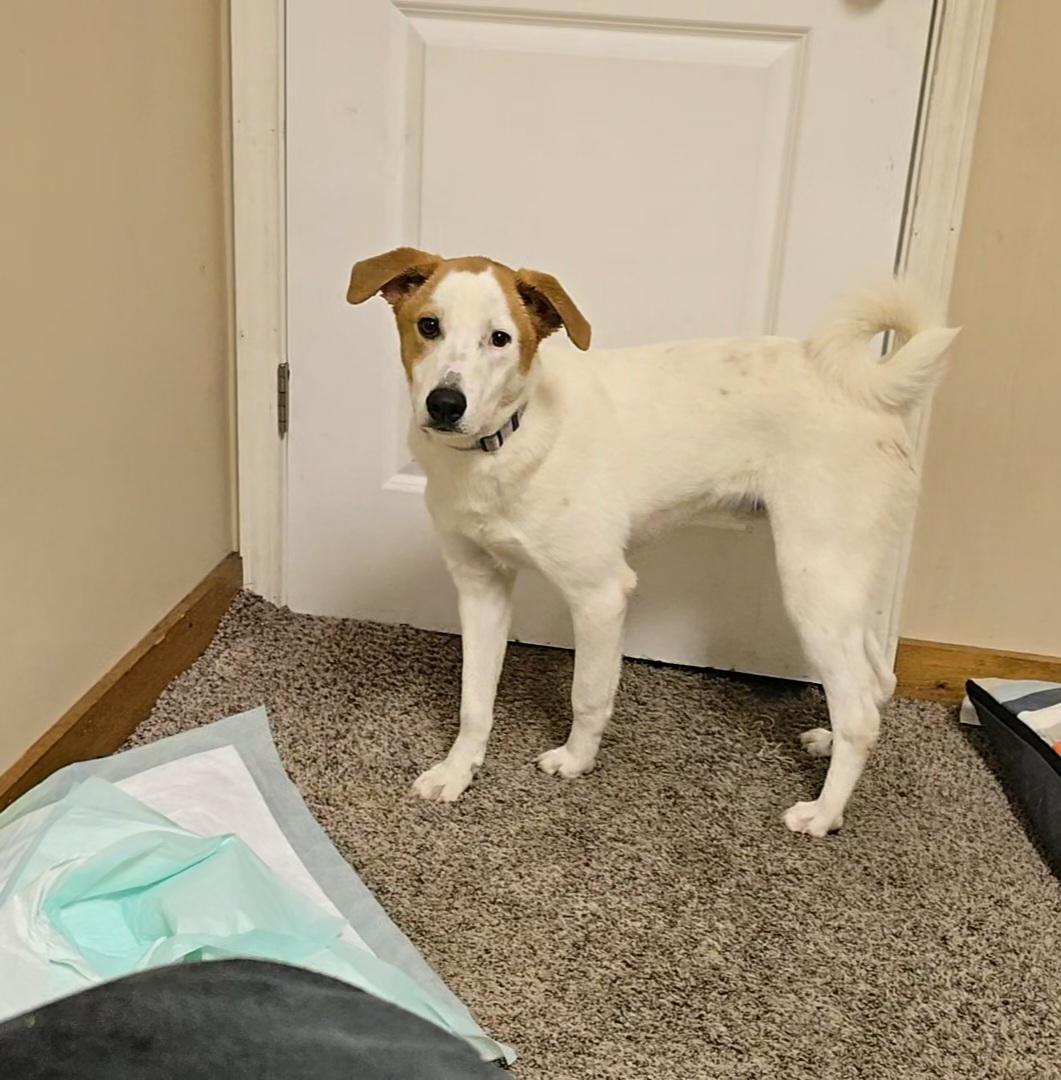 Bugaboo, a Adoptable mixed breed in LaGrange, IN image 4/6