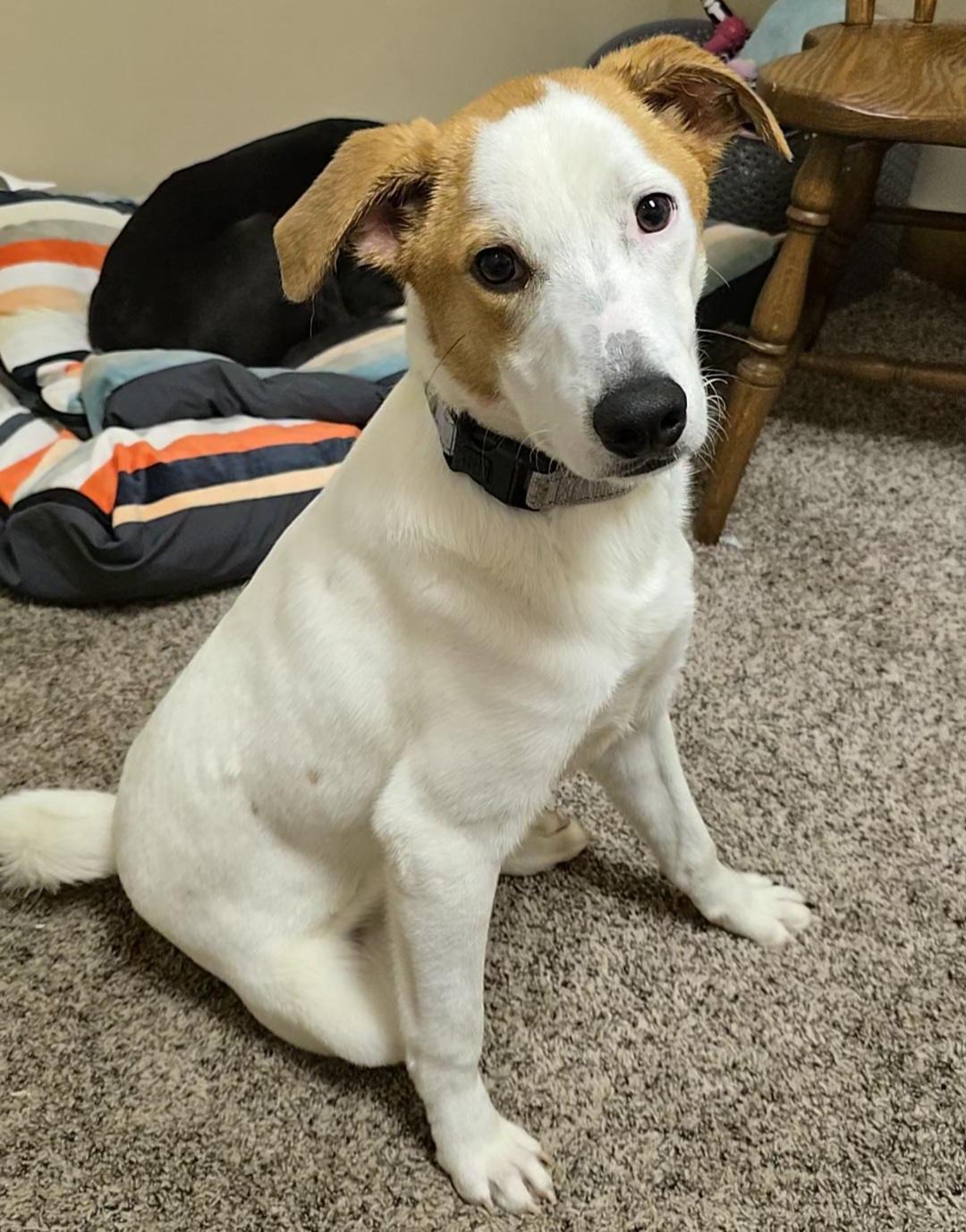 Bugaboo, Young Male Parson Russell Terrier