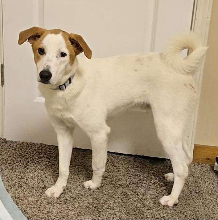 Bugaboo, a Adoptable mixed breed in LaGrange, IN image 6/6