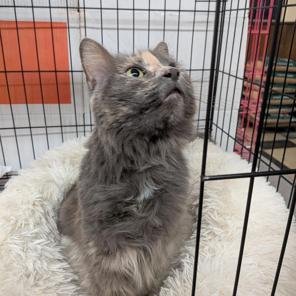 Gloria - SPECIAL NEEDS - Deaf, Adoptable, Adult Female Domestic Medium Hair.