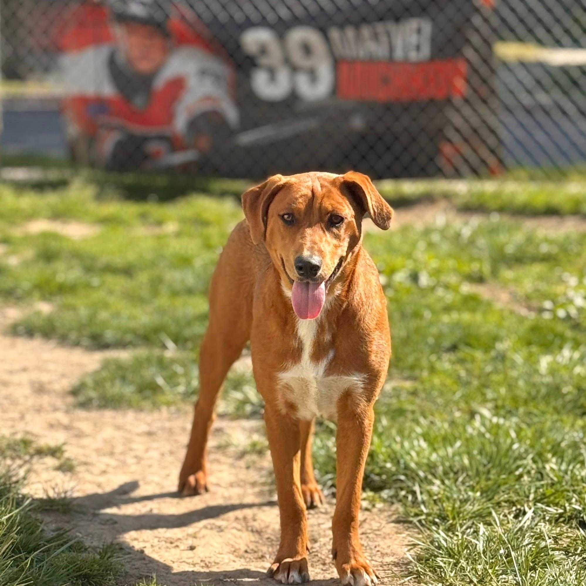 Hope, Adoptable, Puppy Female Labrador Retriever.