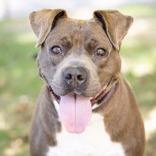 Enlarge Kizzy, a Adoptable mixed breed in Indianapolis, IN image 1/6