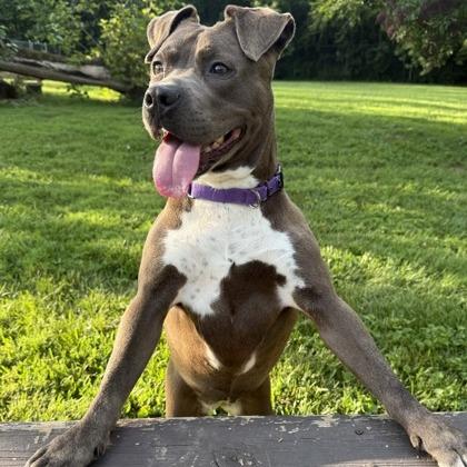 Enlarge Kizzy, a Adoptable mixed breed in Indianapolis, IN image 2/6