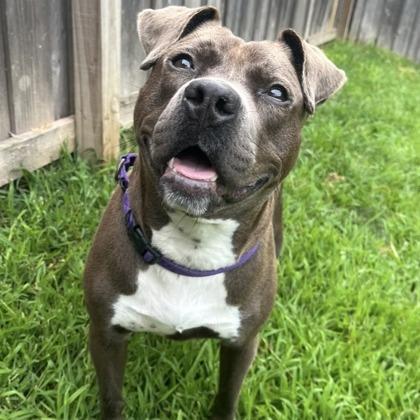 Enlarge Kizzy, a Adoptable mixed breed in Indianapolis, IN image 3/6