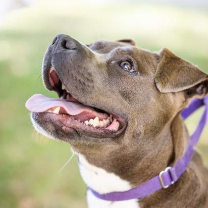 Enlarge Kizzy, a Adoptable mixed breed in Indianapolis, IN image 4/6