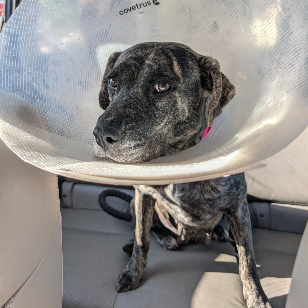 Daisy Duke (Formerly Phoebe), Adoptable, Adult Female Mixed Breed.