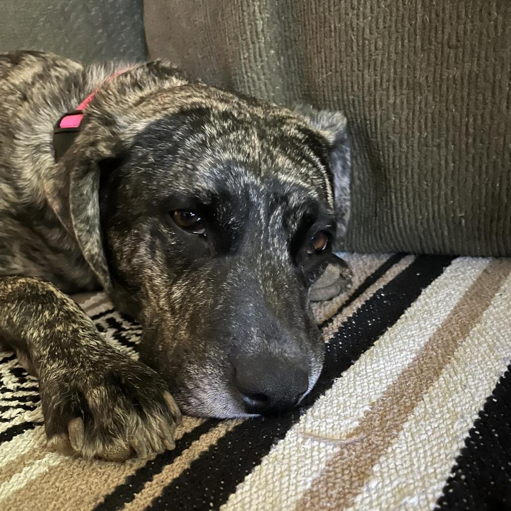 Enlarge Daisy Duke (Formerly Phoebe), a Adoptable Mixed Breed in Bartlett, TN image 3/3