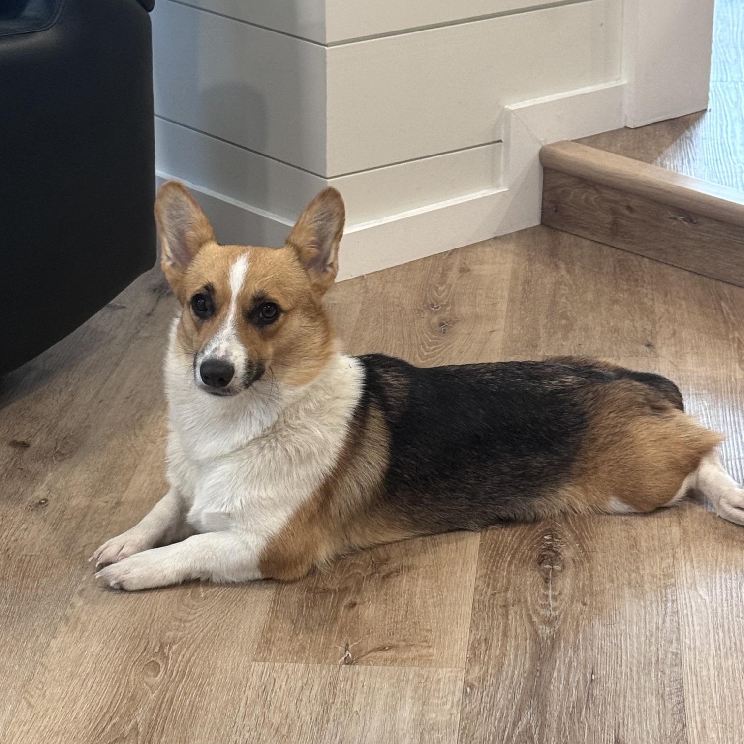 Enlarge Glenda- Pending adoption, a ADOPTABLE Pembroke Welsh Corgi in Bradenton, FL image 2/4