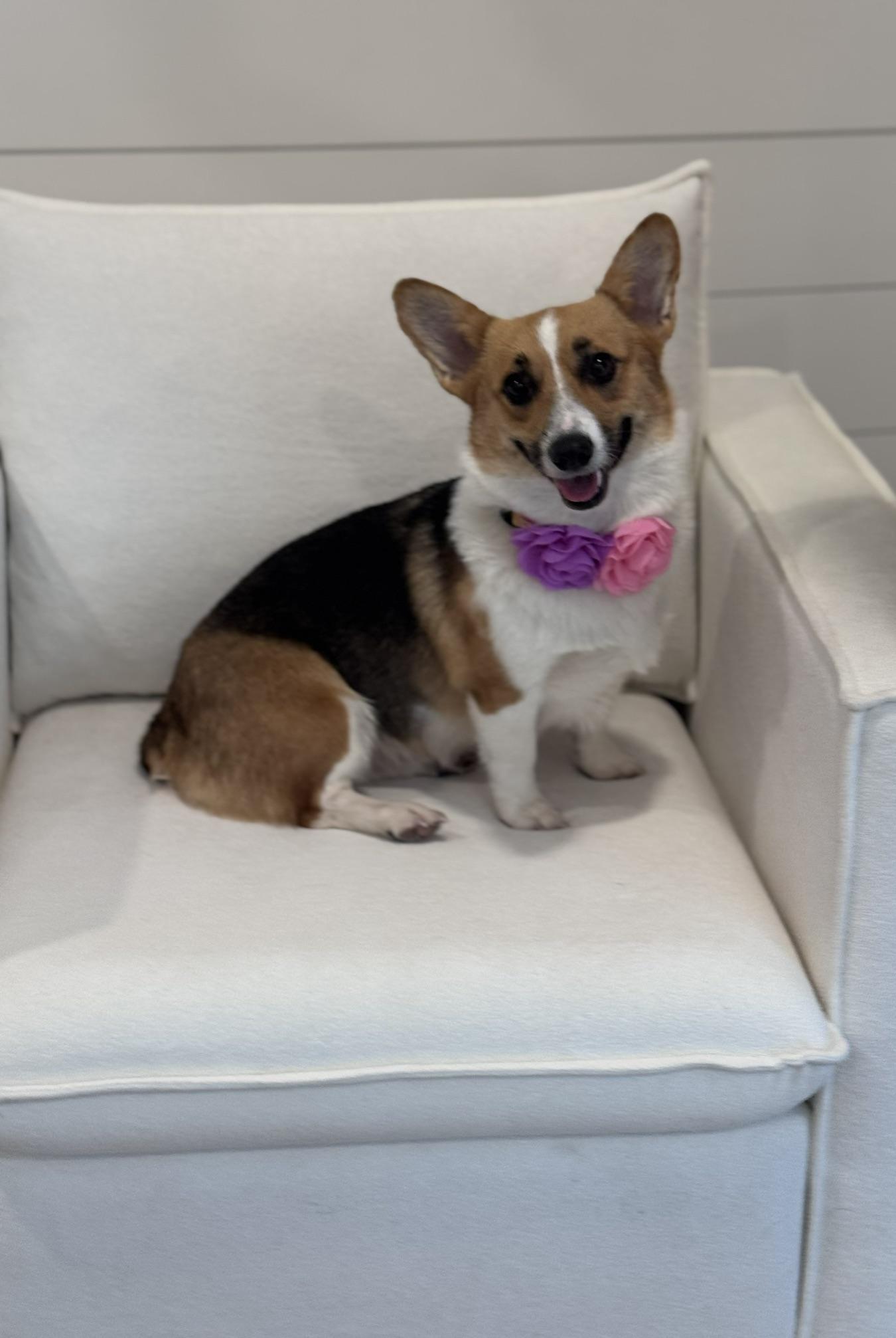 Glenda- Pending adoption, ADOPTABLE, Young Female Pembroke Welsh Corgi.