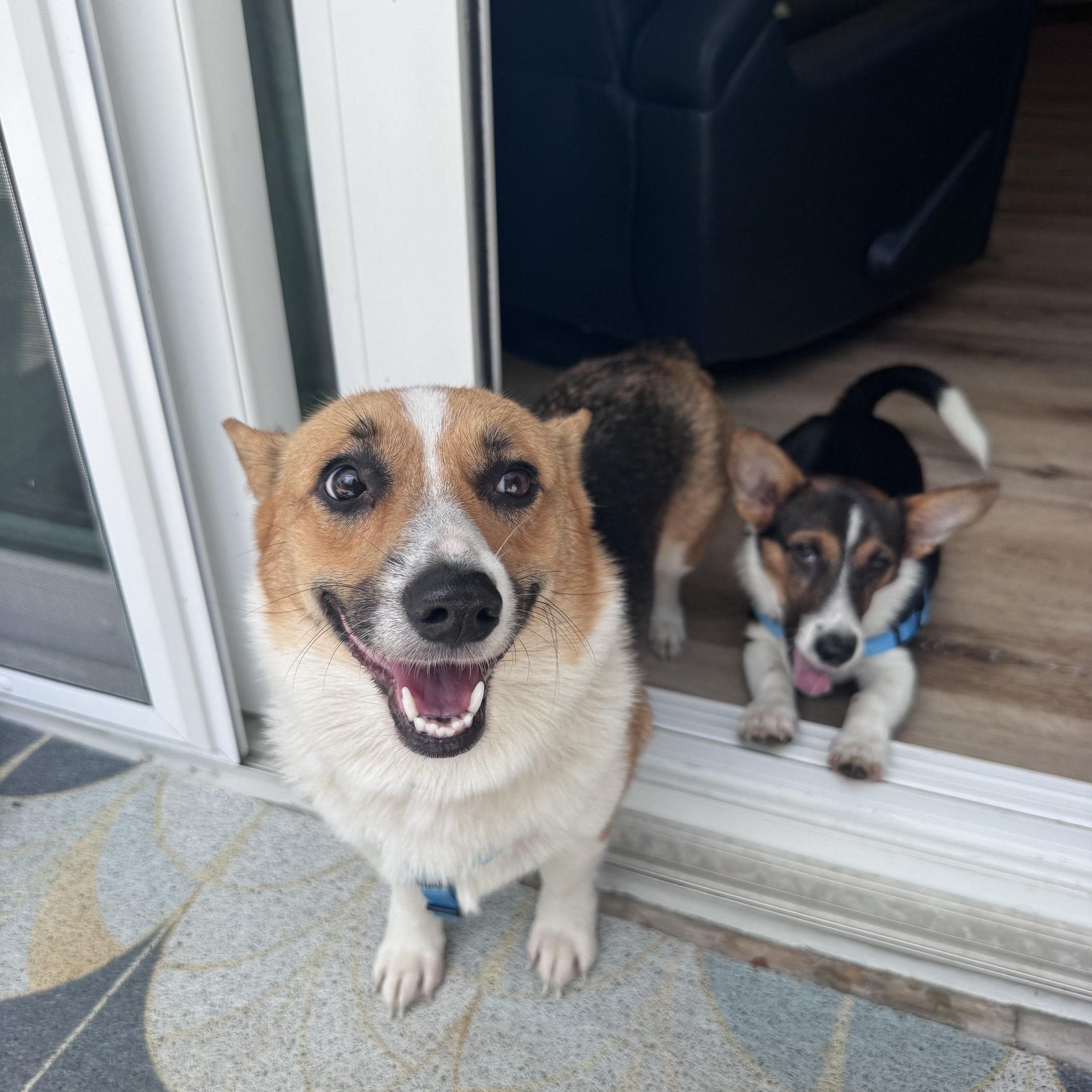 Enlarge Glenda- Pending adoption, a ADOPTABLE Pembroke Welsh Corgi in Bradenton, FL image 3/4