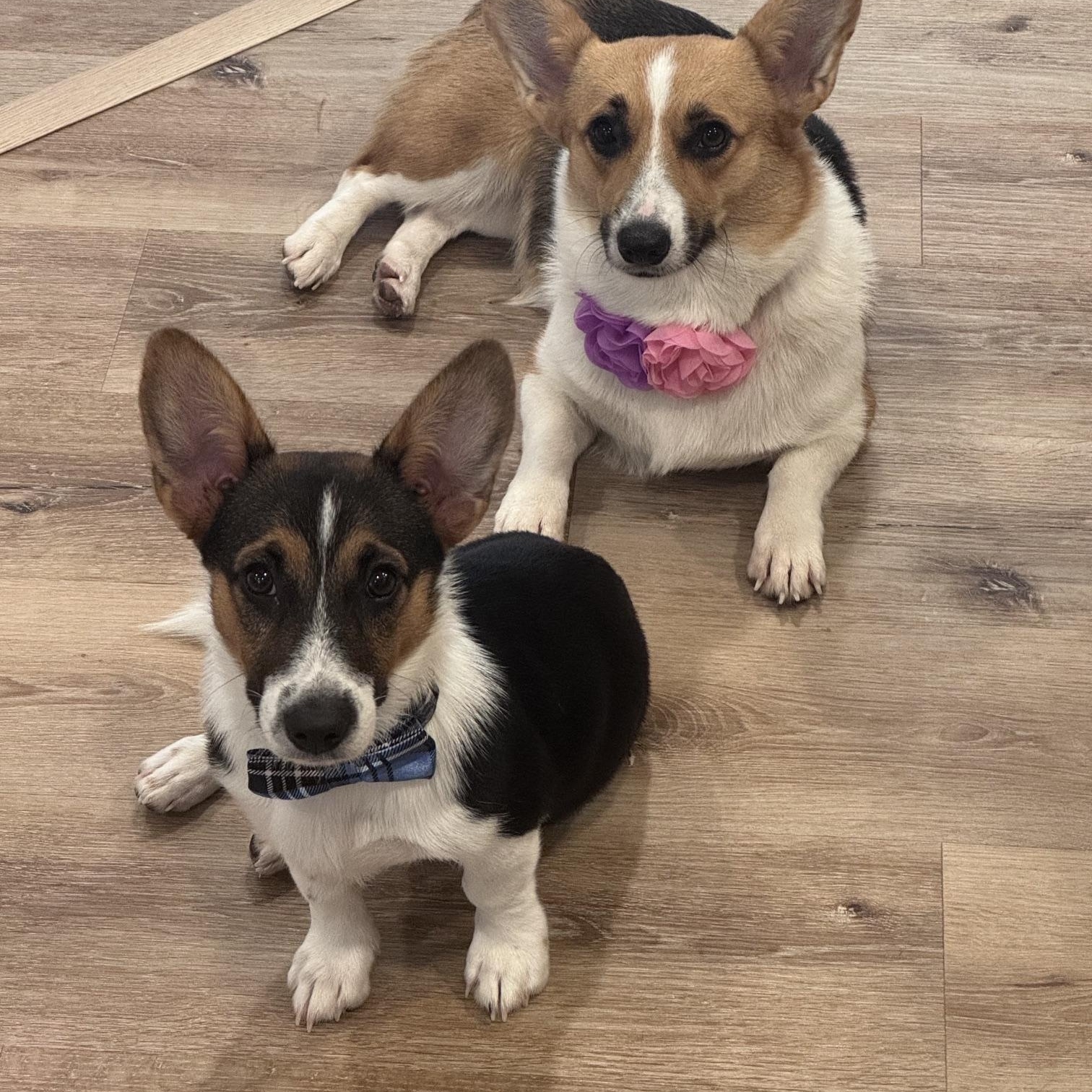 Enlarge Glenda- Pending adoption, a ADOPTABLE Pembroke Welsh Corgi in Bradenton, FL image 4/4