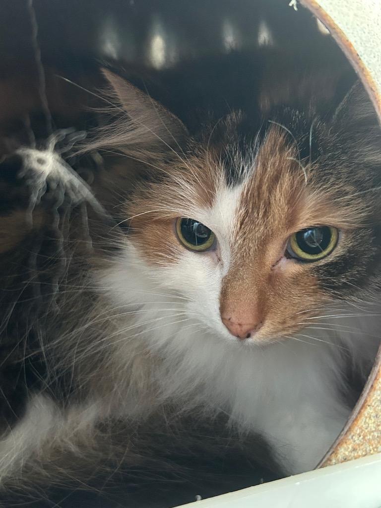 Peachie Moon, Adoptable, Adult Female Domestic Medium Hair.