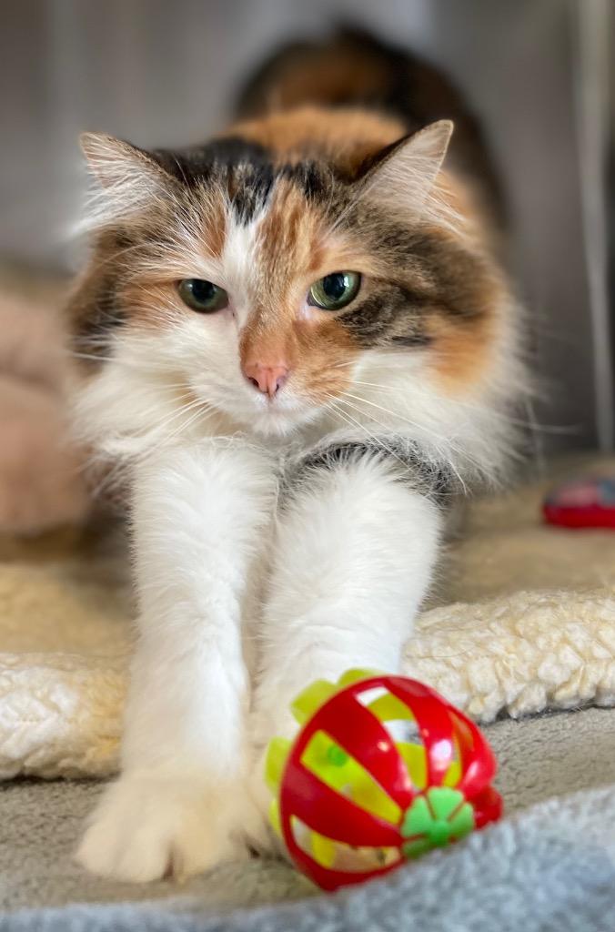 Enlarge Peachie Moon, a Adoptable mixed breed in Ashland, WI image 2/6