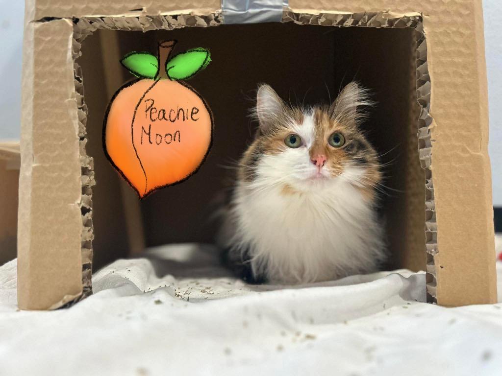 Enlarge Peachie Moon, a Adoptable mixed breed in Ashland, WI image 4/6