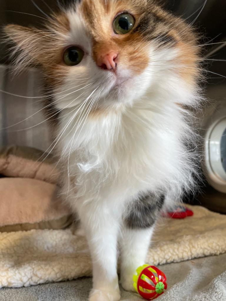 Enlarge Peachie Moon, a Adoptable mixed breed in Ashland, WI image 5/6