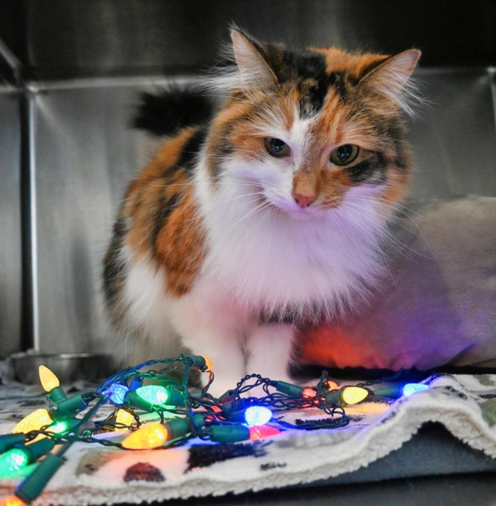 Peachie Moon, a Adoptable mixed breed in Ashland, WI image 3/3