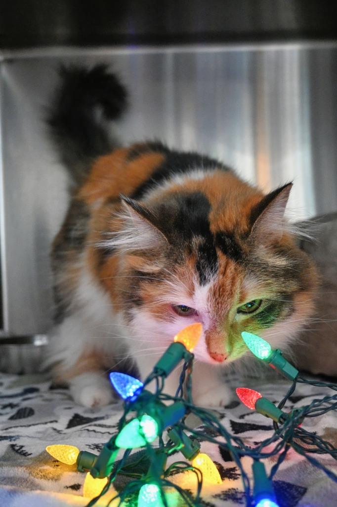 Enlarge Peachie Moon, a Adoptable mixed breed in Ashland, WI image 6/6