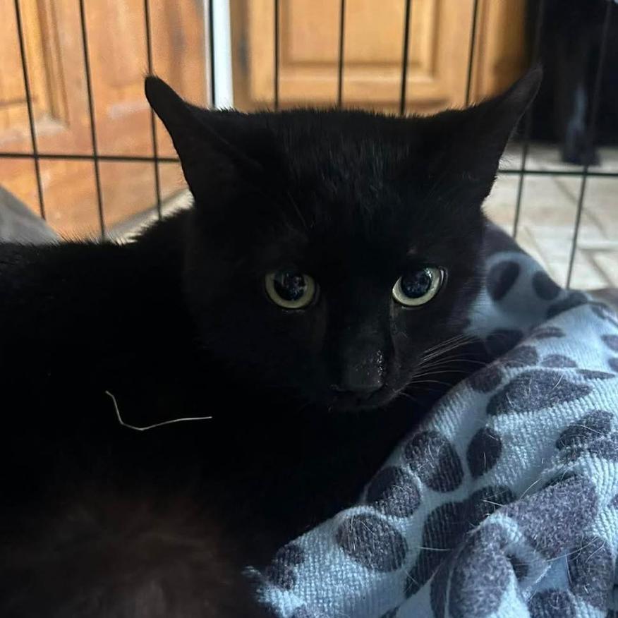 Daraby, Adoptable, Young Male Domestic Short Hair.