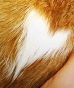 Martini, a Adoptable Domestic Short Hair in St. George, UT image 1/6