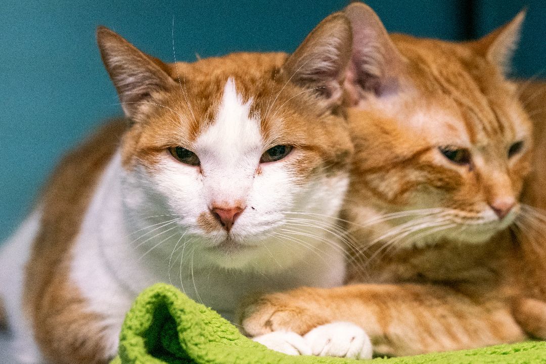 Martini, a Adoptable Domestic Short Hair in St. George, UT image 2/6