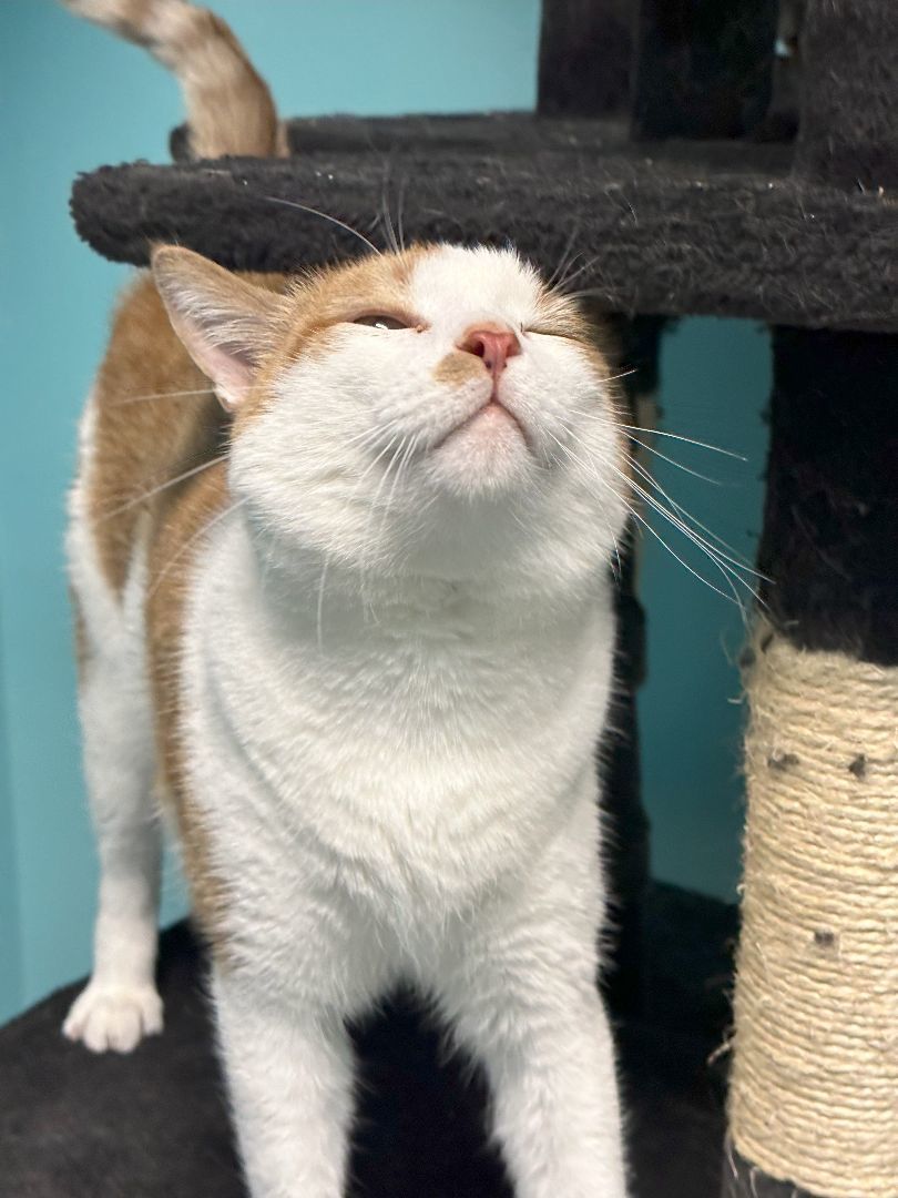 Martini, a Adoptable Domestic Short Hair in St. George, UT image 3/6