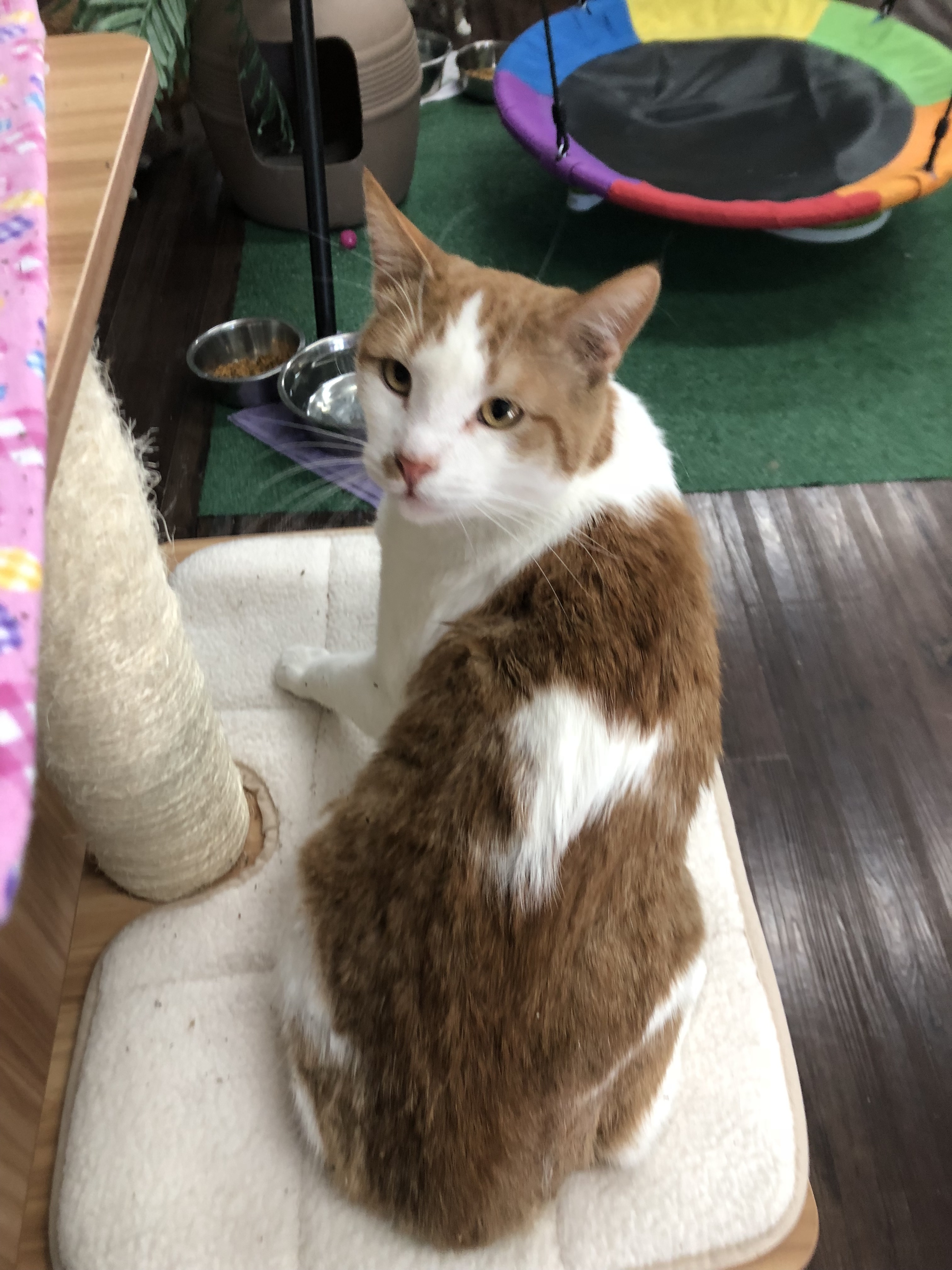 Martini, a Adoptable Domestic Short Hair in St. George, UT image 4/6