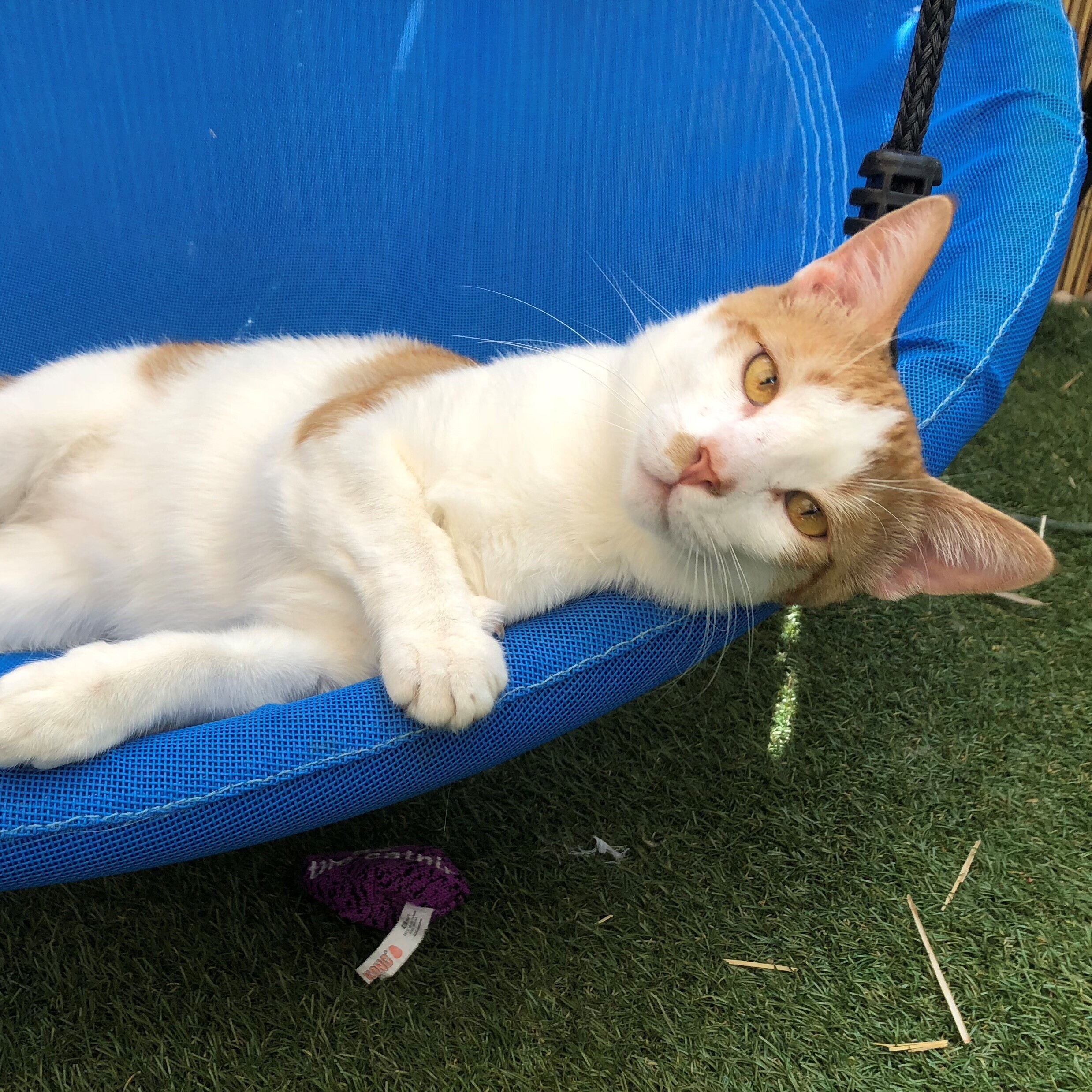 Martini, a Adoptable Domestic Short Hair in St. George, UT image 5/6