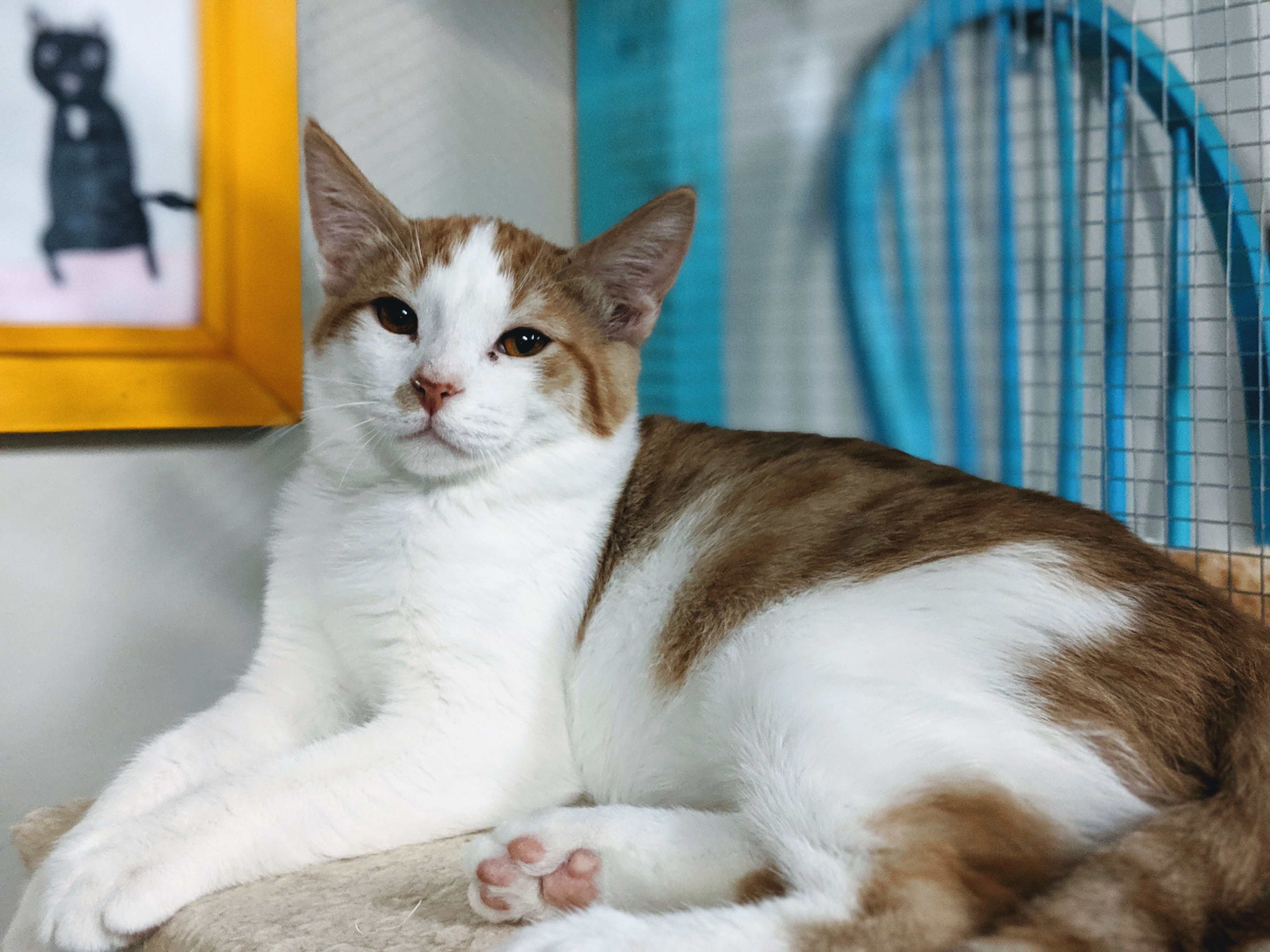 Martini, a Adoptable Domestic Short Hair in St. George, UT image 6/6